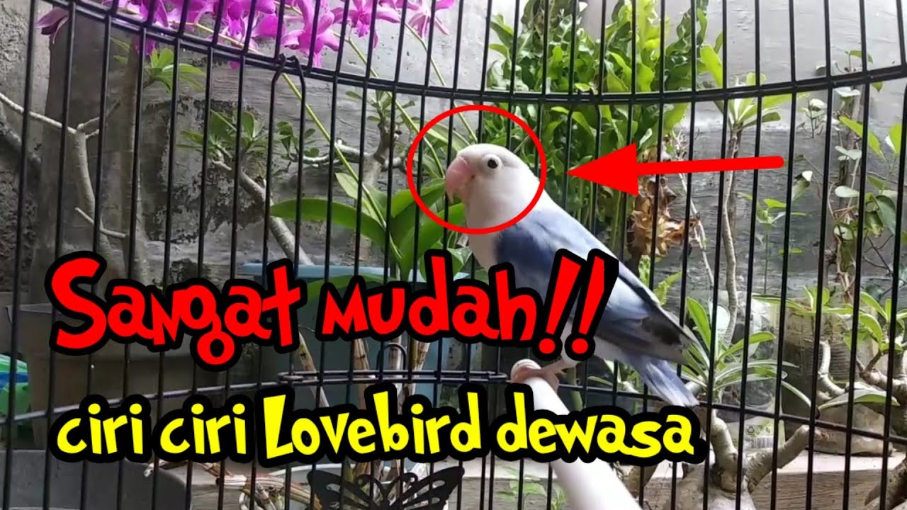 Ciri-ciri Lovebird dewasa,sangat mudah buat pemula