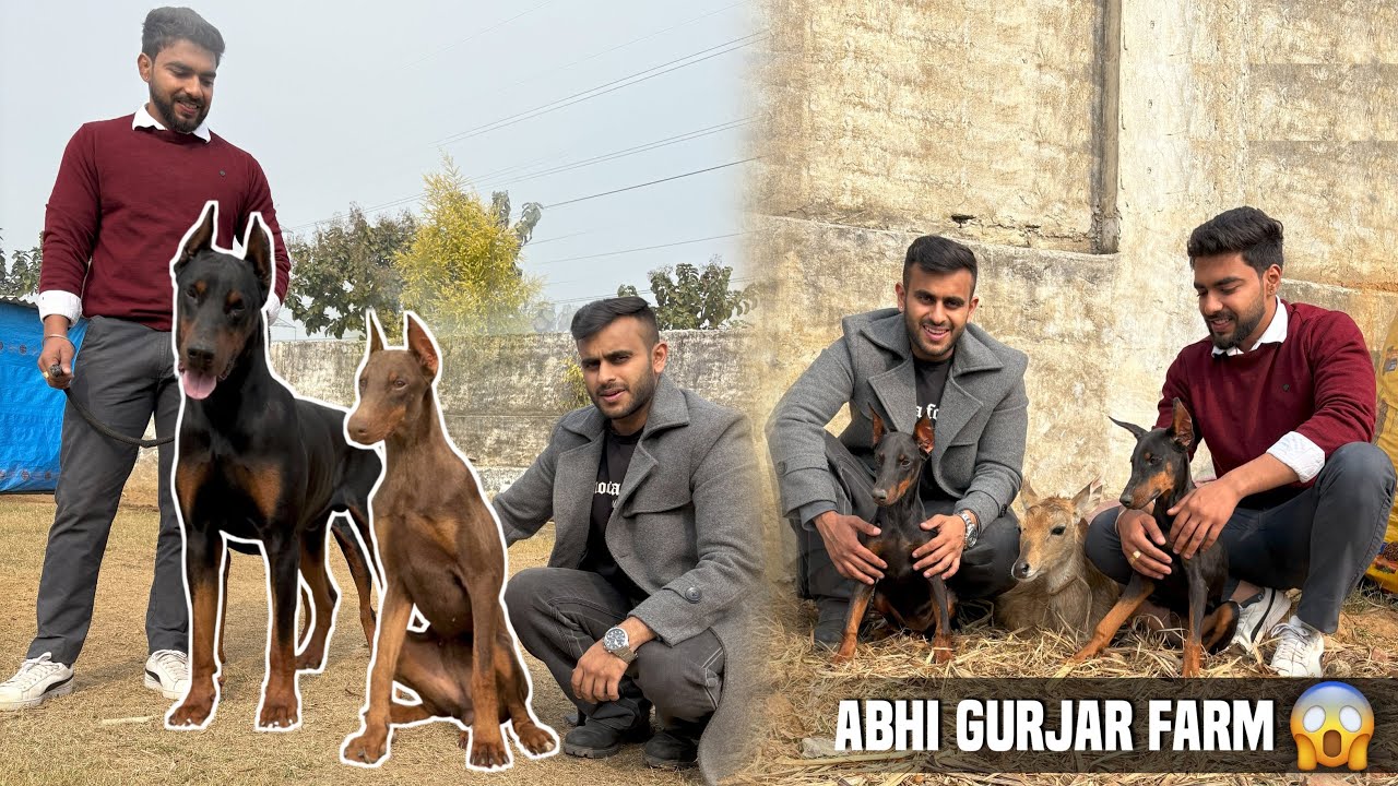 European Doberman at Pehlwan farm of ​⁠