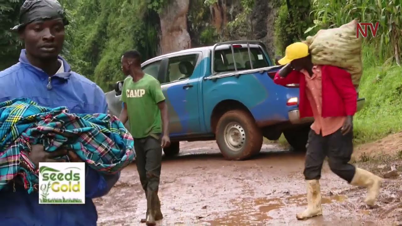 The coffee business in Eastern Uganda | SEEDS OF GOLD
