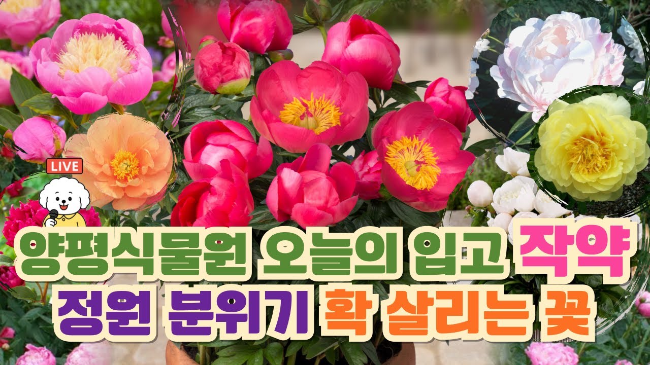 (오늘 입고) 작약 들어왔어요｜작약 고르는 법부터 심는 법까지