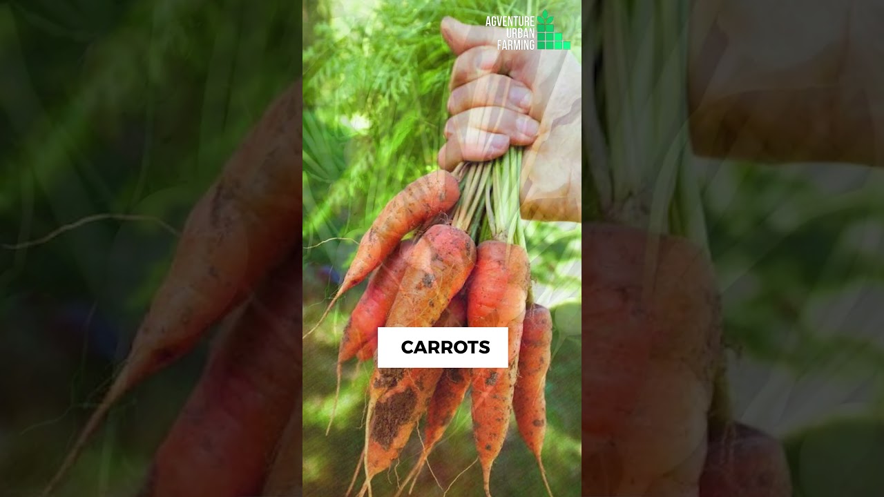 Vegetables to grow in August || What Vegetables to Plant in August to Keep Your Garden Growing
