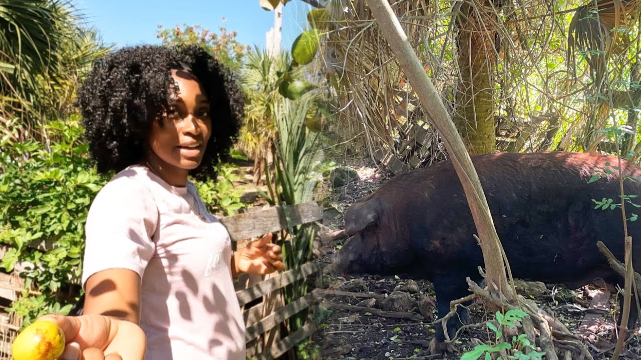 EPIC GIANT BRAN HOG HUNTING FOOD IN THE BAHAMAS WITH A FEMALE MUST WATCH!