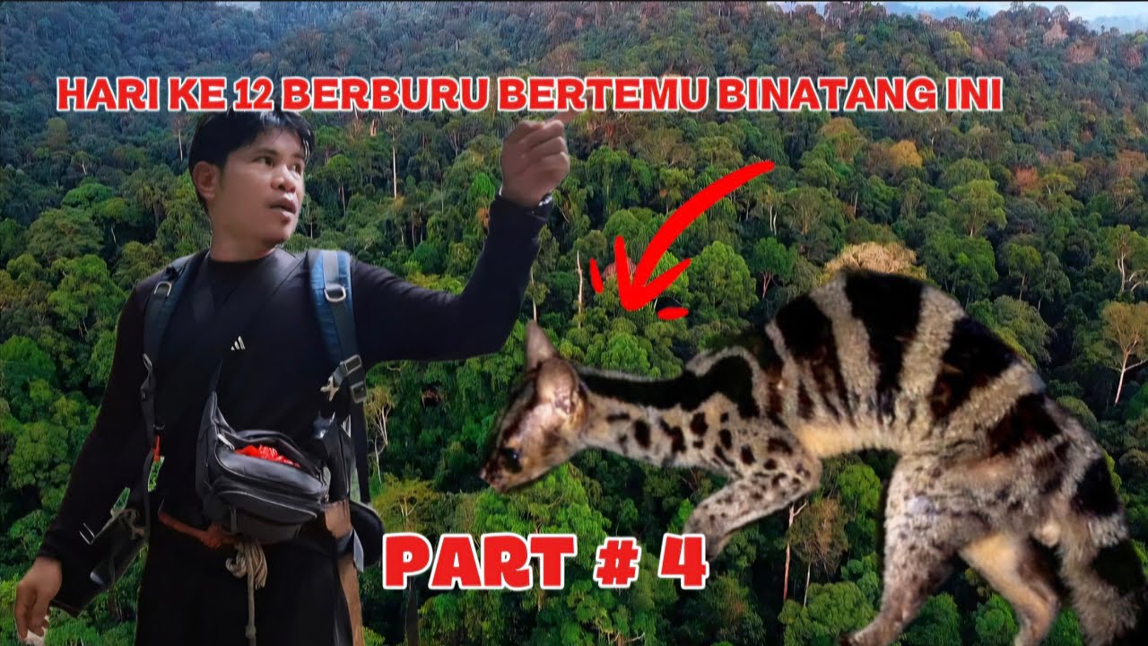 Part #4.sudah 12 hari masih dalam perjalanan 7 anggota pencari gaharu #kayugaharu 