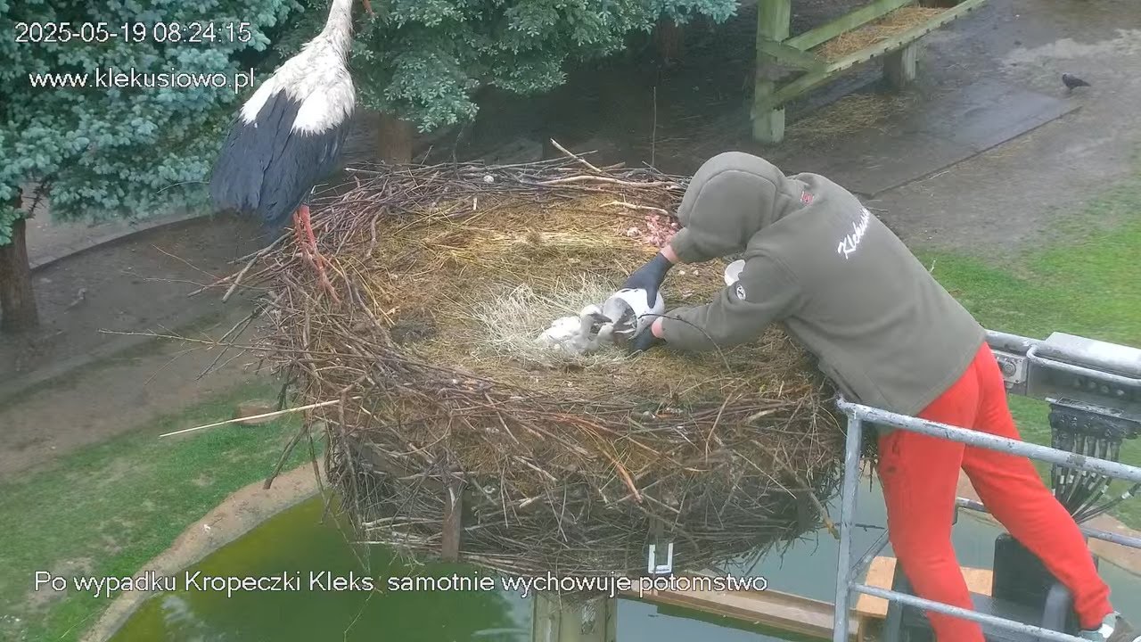 Klekusiowo ~ poranne karmienie bocianiej rodziny i suche sianko do dołka! 😍🐟🐟👏