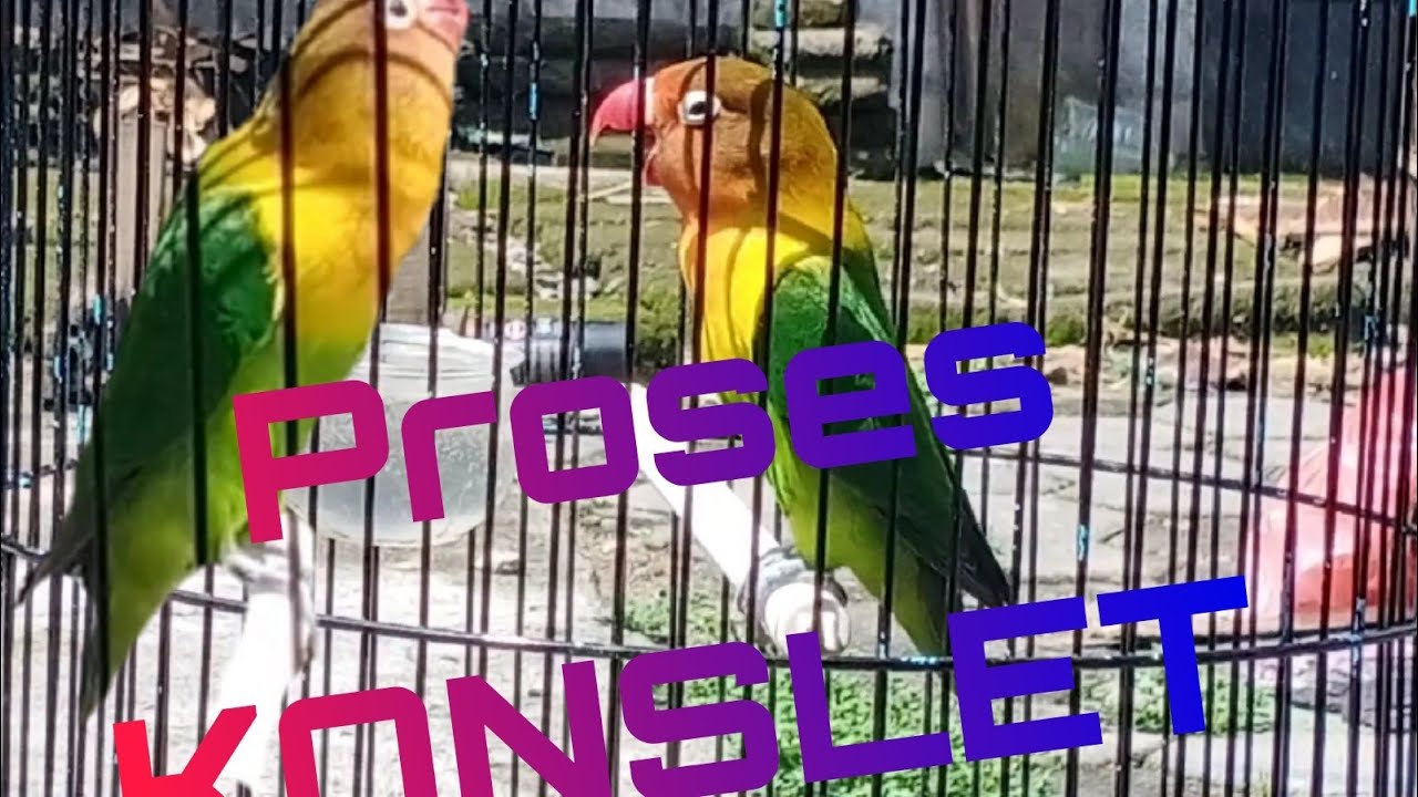 PROSES KONSLET DAN CIRI-CIRINYA !!