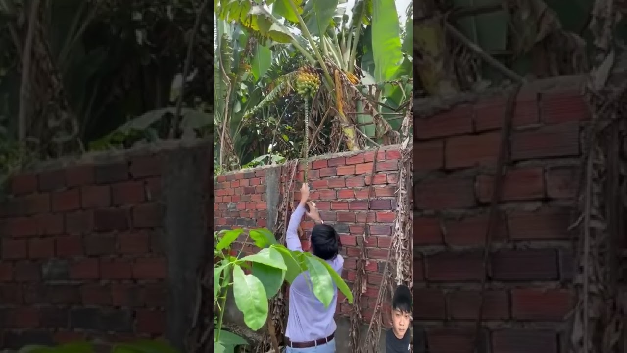 Amazing Fishing 🐡🐟 When bananas are ripe, they can also be picked through the wall #原ecologicalru