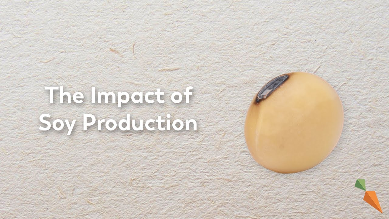 Soy Production | The Second Largest Driver of Deforestation