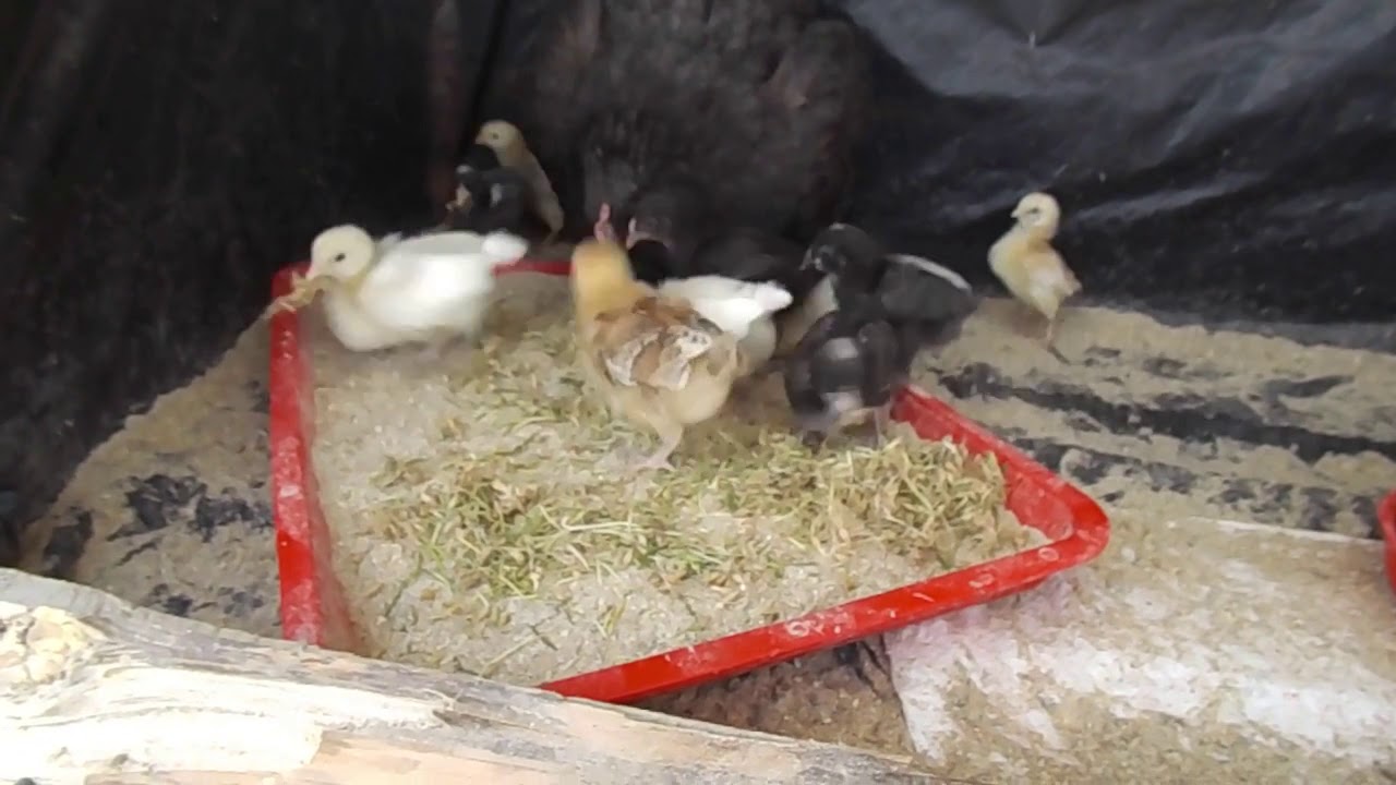 Preparing Hydroponic Fodder Meal for Young Chicks, chicken, pigs and cows