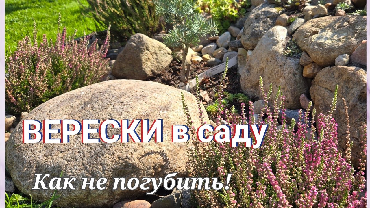 ВЕРЕСКИ В САДУ! 🌾Как не погубить! Делюсь своим опытом🤗