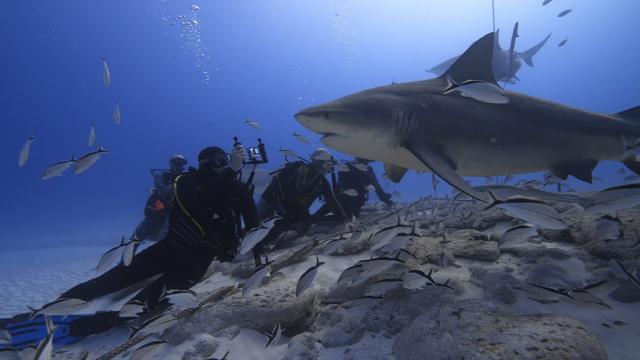 Diving Mexico 2025 - Playa del Carmen - Bull Sharks - Scuba Libre