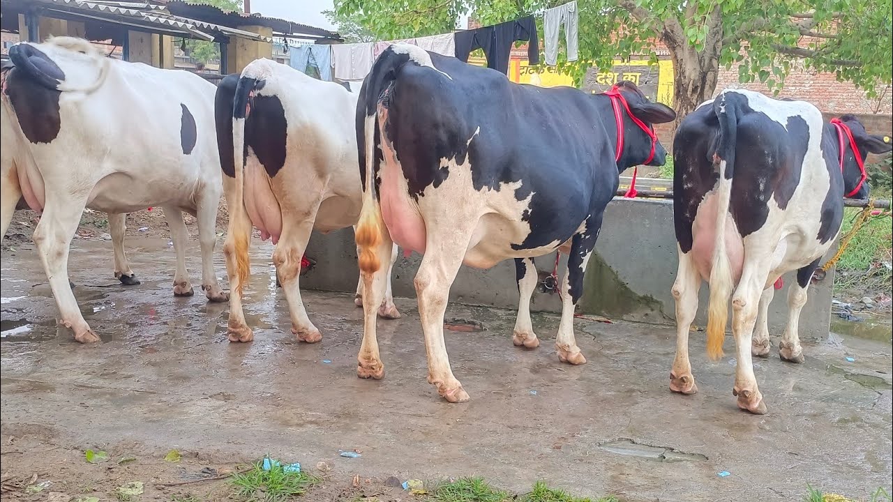 साल में कभी कभी ऐसी मिलेगी देखने को।बिक्री के लिए उपलब्ध।8127933448 9936366262 शकील डेयरी फार्म