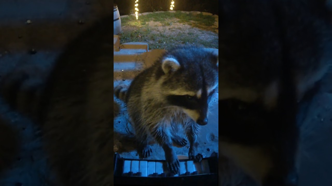 Teaching a wild Raccoon to play Jazz...
