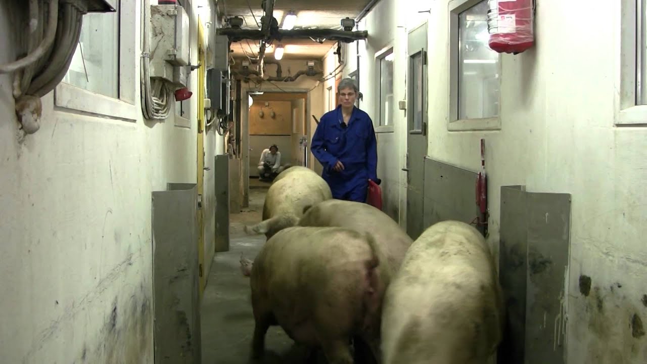 Håndtering af søer i flok på gang