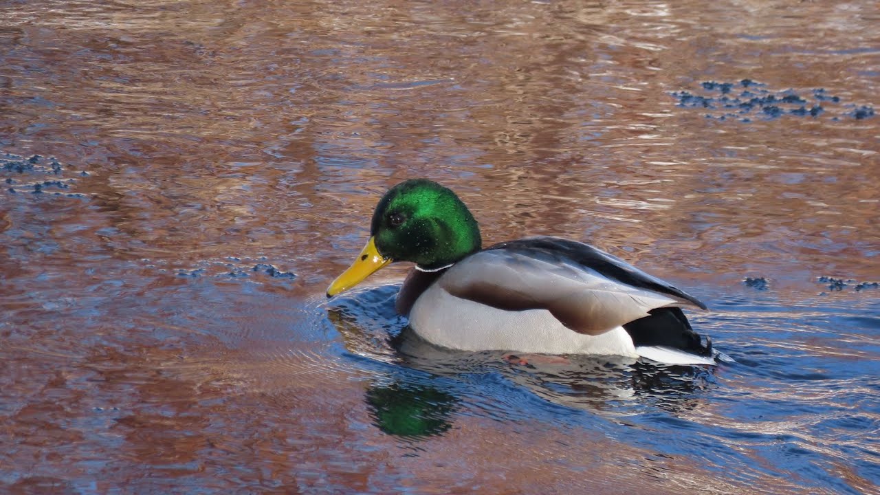 Canon PowerShot SX70 HS ZOOM TEST - Winter Edition