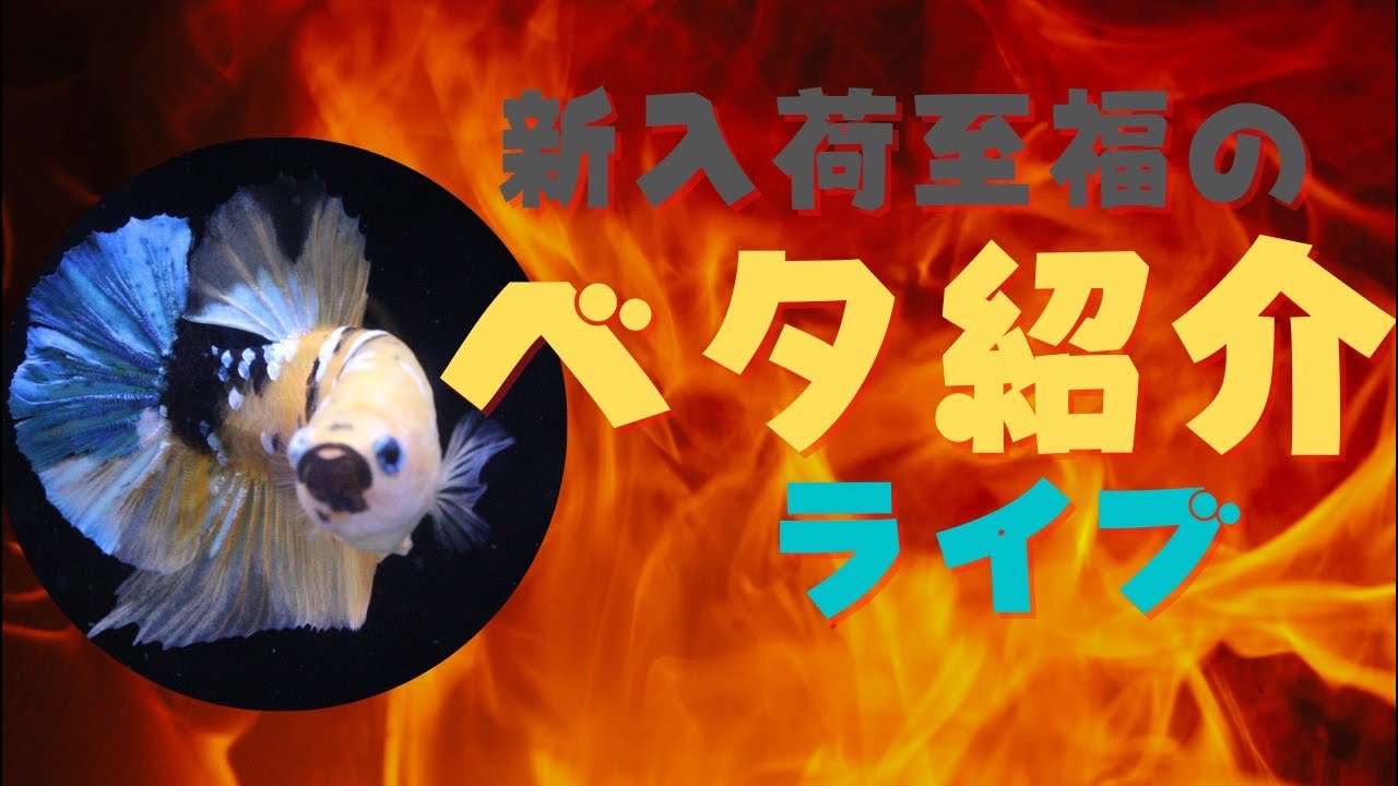 怒涛の至福の新入荷ベタ紹介ライブ！！