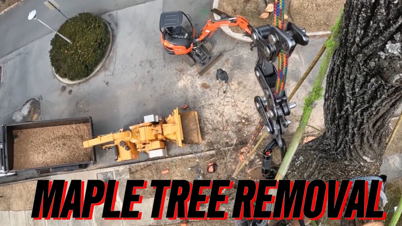 Dying Maple Tree Removed