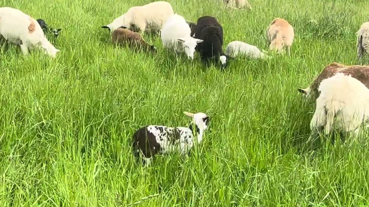 Greg Judy explains 1 wire strip grazing with spring lambing.