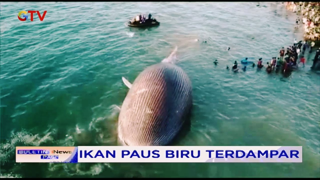HEBOH! Ikan Paus Biru Raksasa Terdampar di Pantai Namosain, NTT - BIP 22/07