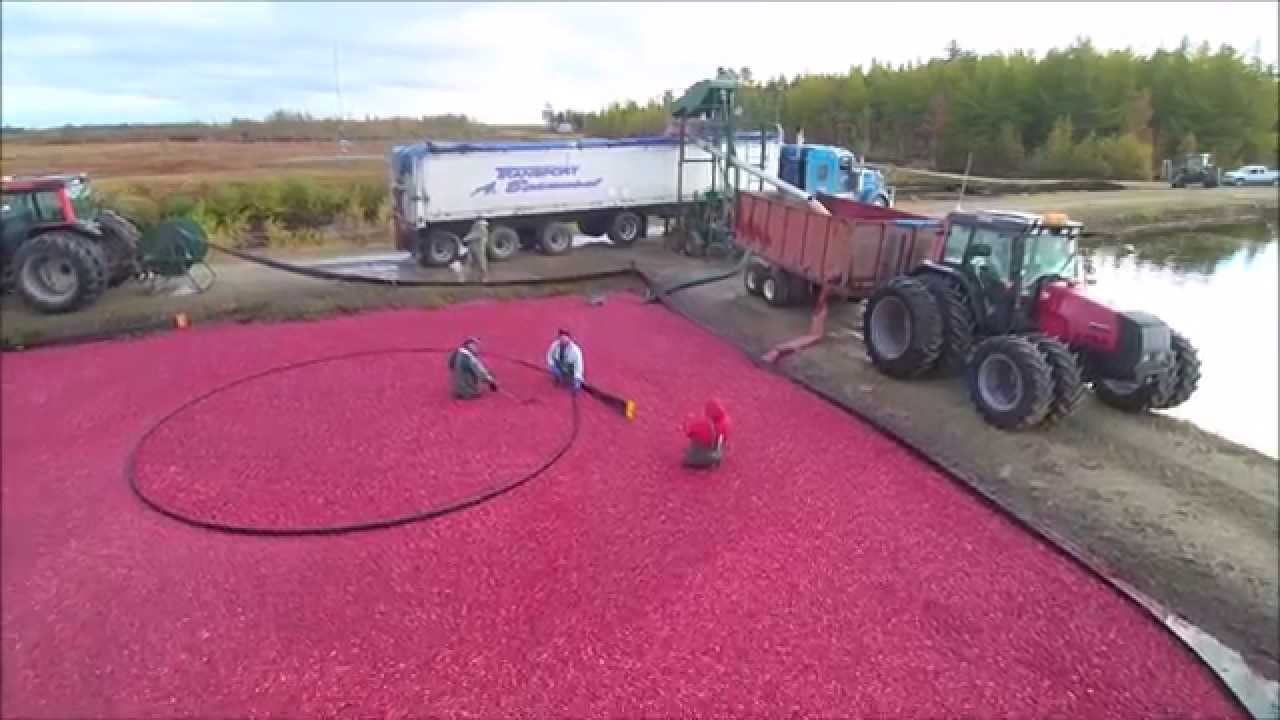 Cranberry harvest2015