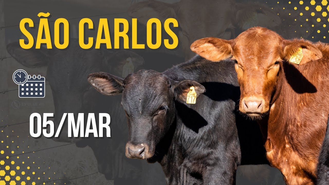 Leil&atilde;o em S&atilde;o Carlos 05/MAR | Evolu&ecirc; AG