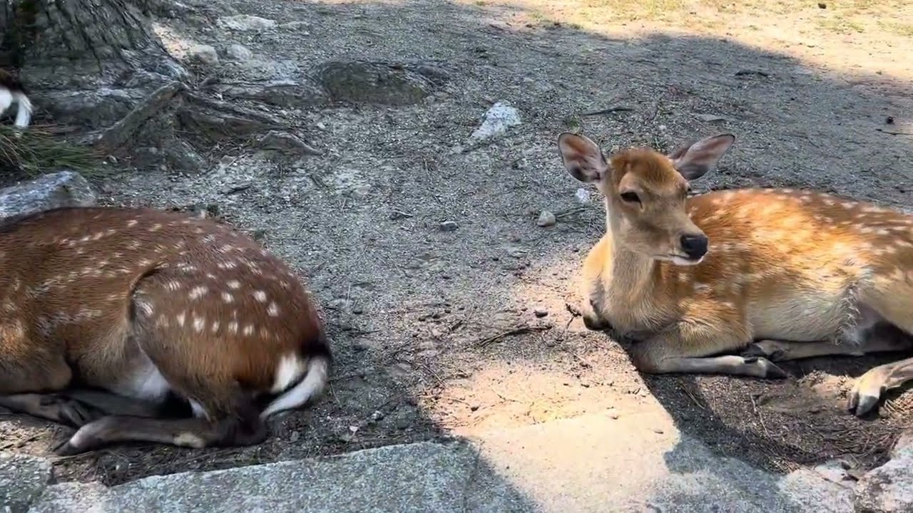 50th Nara Deer