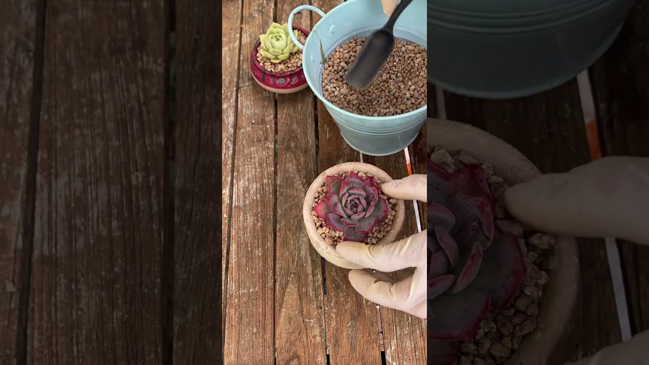 Repotting succulents- Thay chậu sen đá #senda #succulent #plants