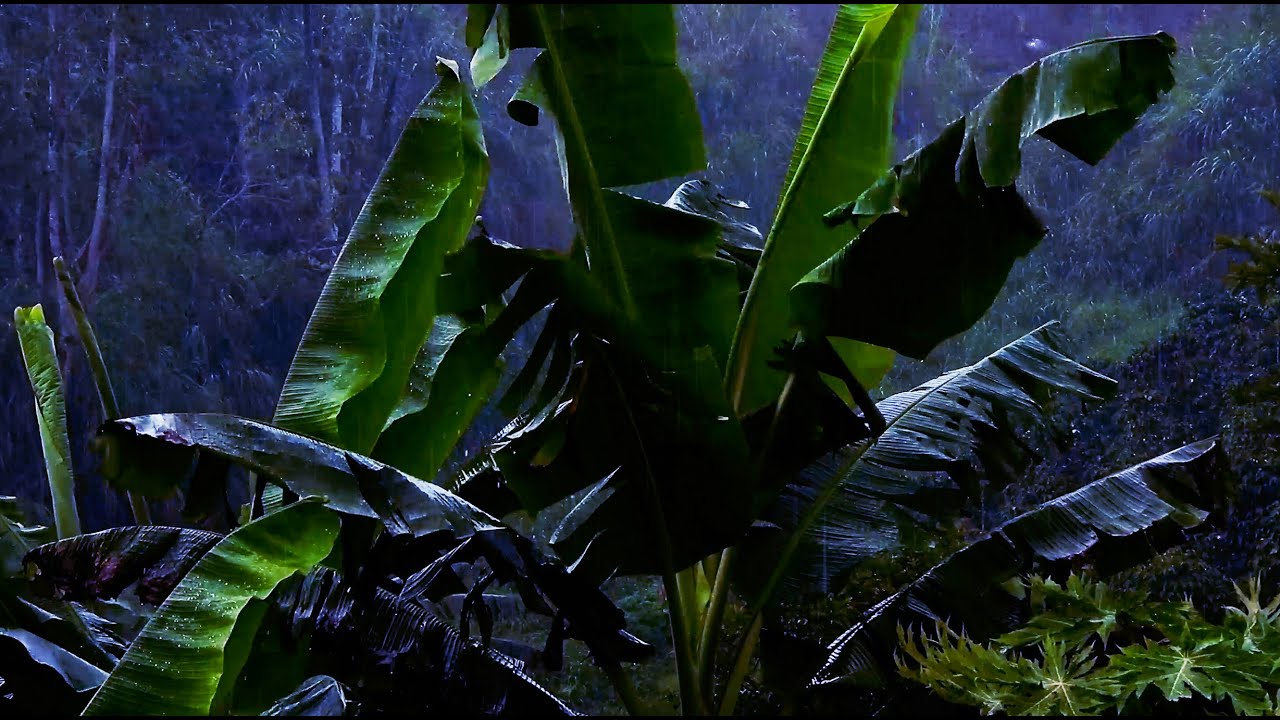 Night Rain in the Jungle – 10 Hours Rain Sounds for Sleeping & Studying