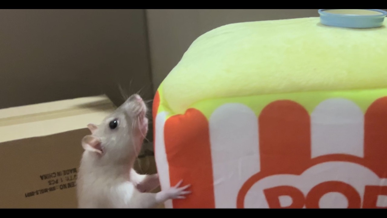 My rats in their play pen!