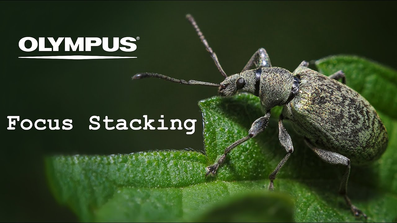 Olympus Focus Stacking