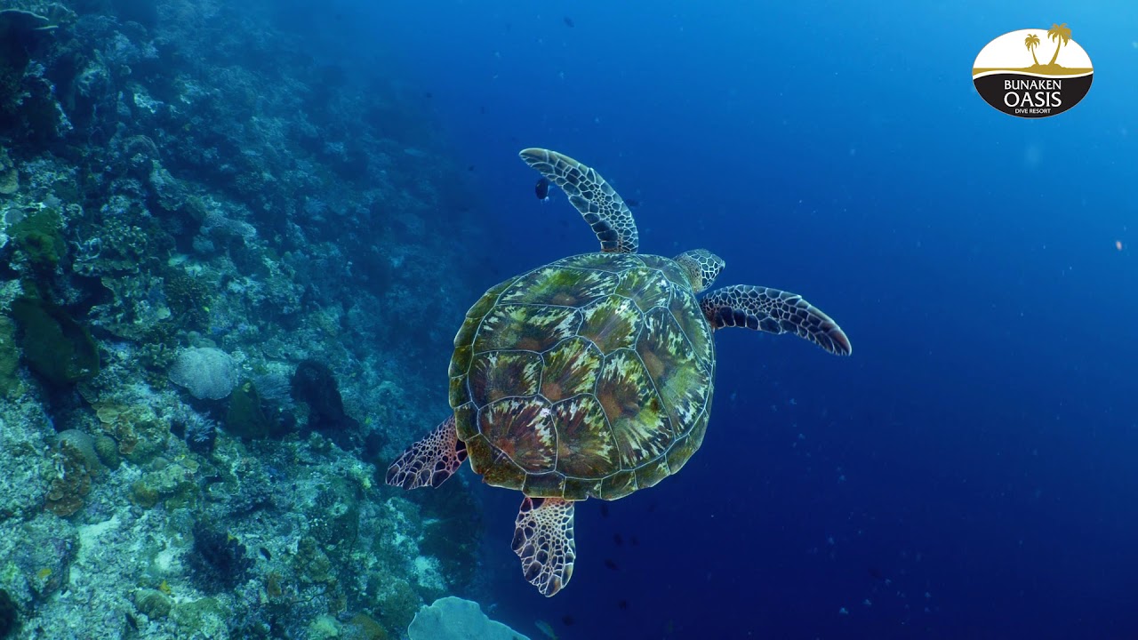 Bunaken Oasis Dive Resort & Spa