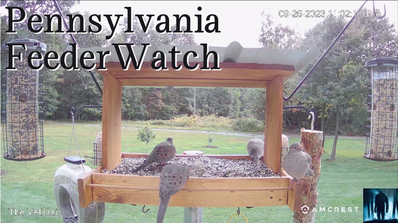 Birds and Things in Pennsylvania