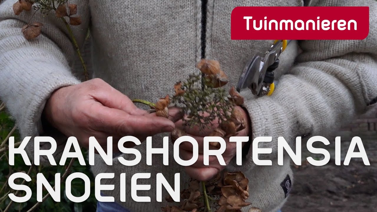 De krans-hortensia snoeien in de winter | Snoeien | Tuinmanieren