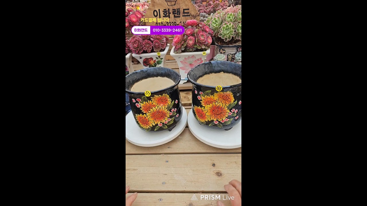 다남다육 (이화랜드) 라이브 스트리밍 중010-3339-2461문자주세요. 인천계양구이화동258-1