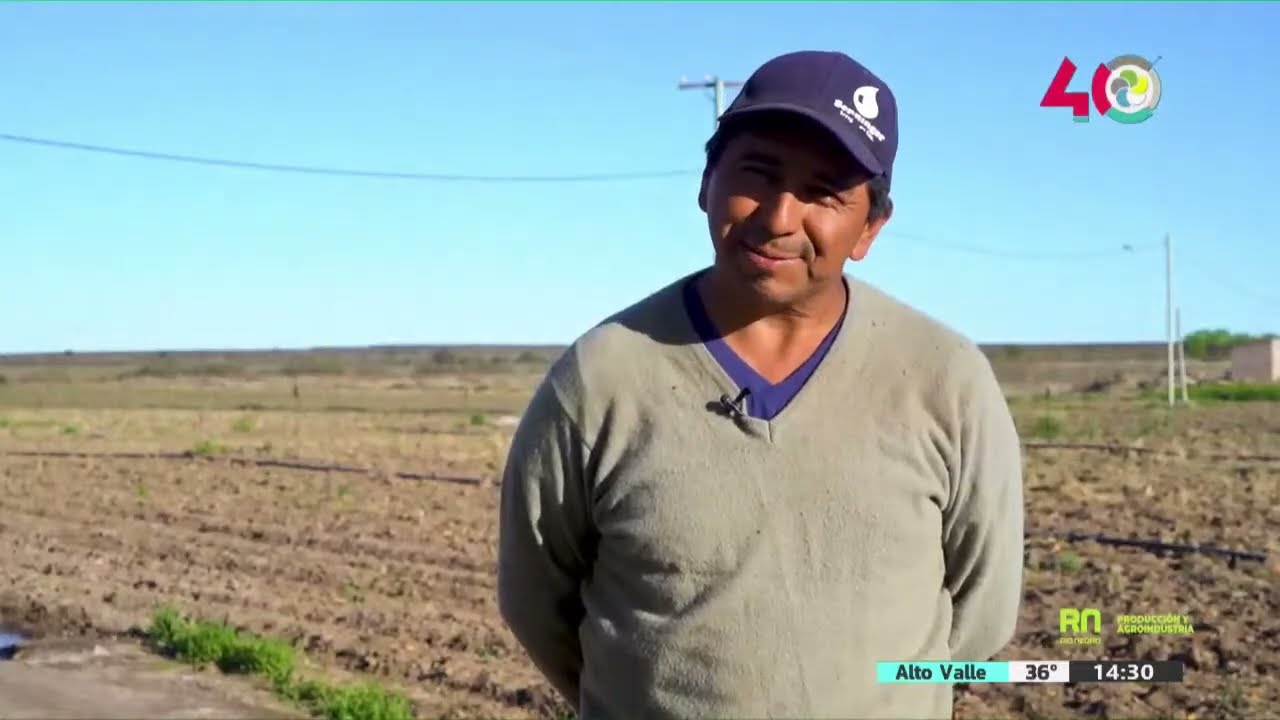 #DeTierraYDeRio: producción de cebollas en Río Negro