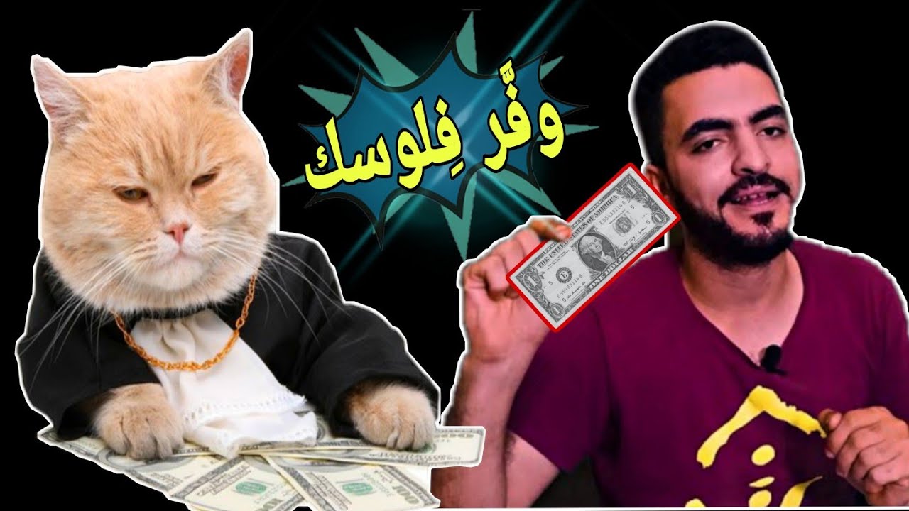 لو عاوز توفر في تربية القطط 😎😻🤑