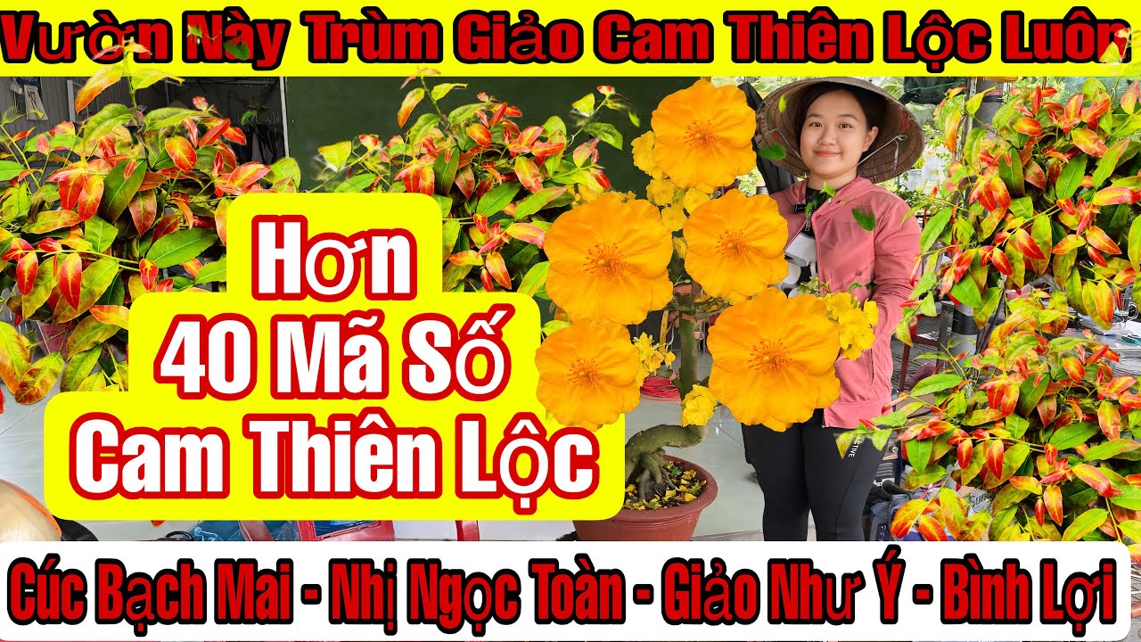 7/3☎️0378173426☎️🌲Mai Vàng Giá Rẻ🌲Giảo Cam Thiên Lộc-Giảo Như Ý-Bình Lợi-Cúc Bạch Mai-Nhị Ngọc Toàn