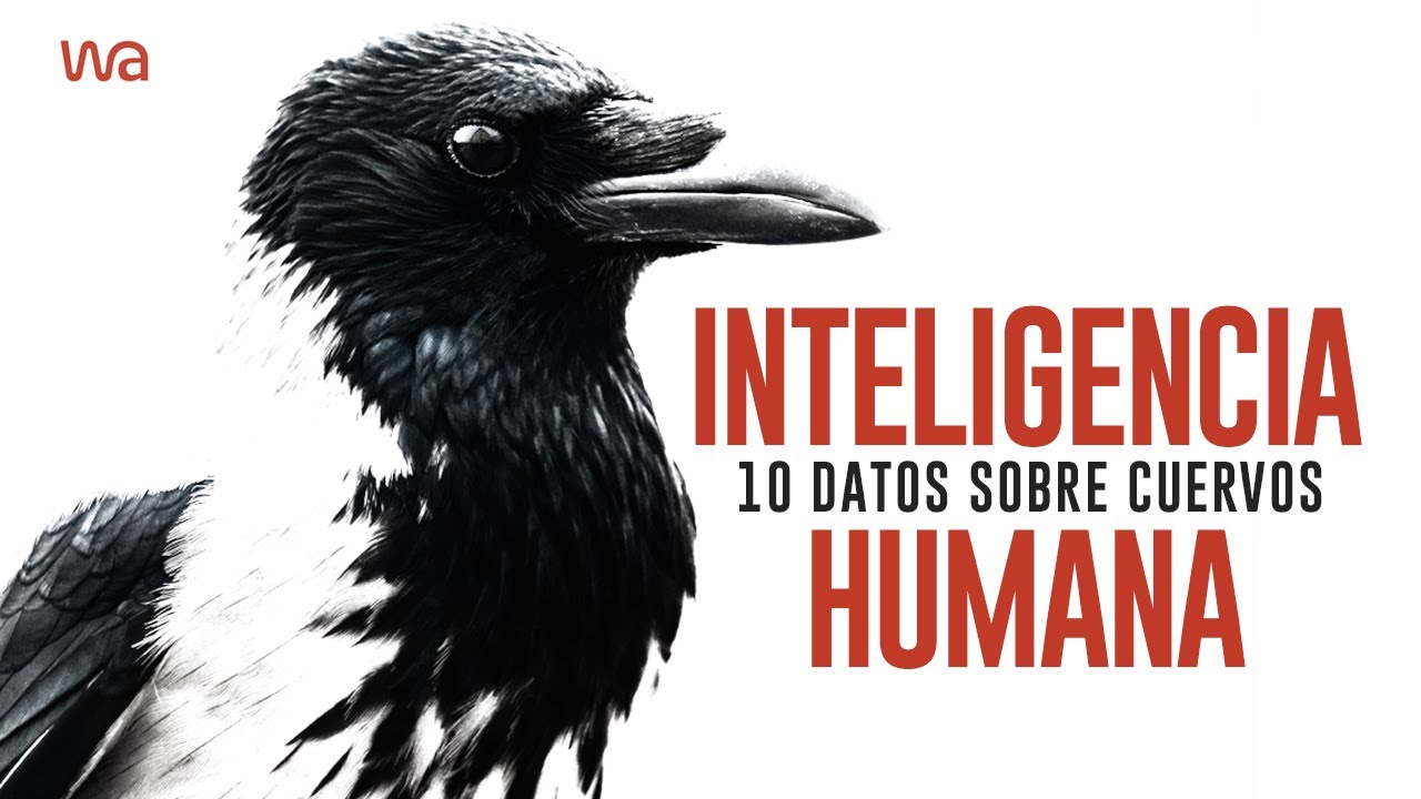 10 DATOS CURIOSOS sobre la INTELIGENCIA de los CUERVOS 💡