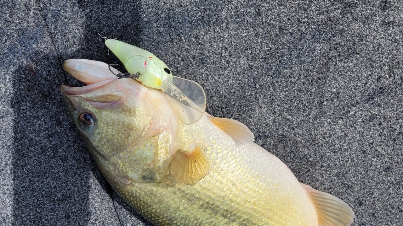 All you need to know for DEEP CRANKING (Rods, reels, line, baits)