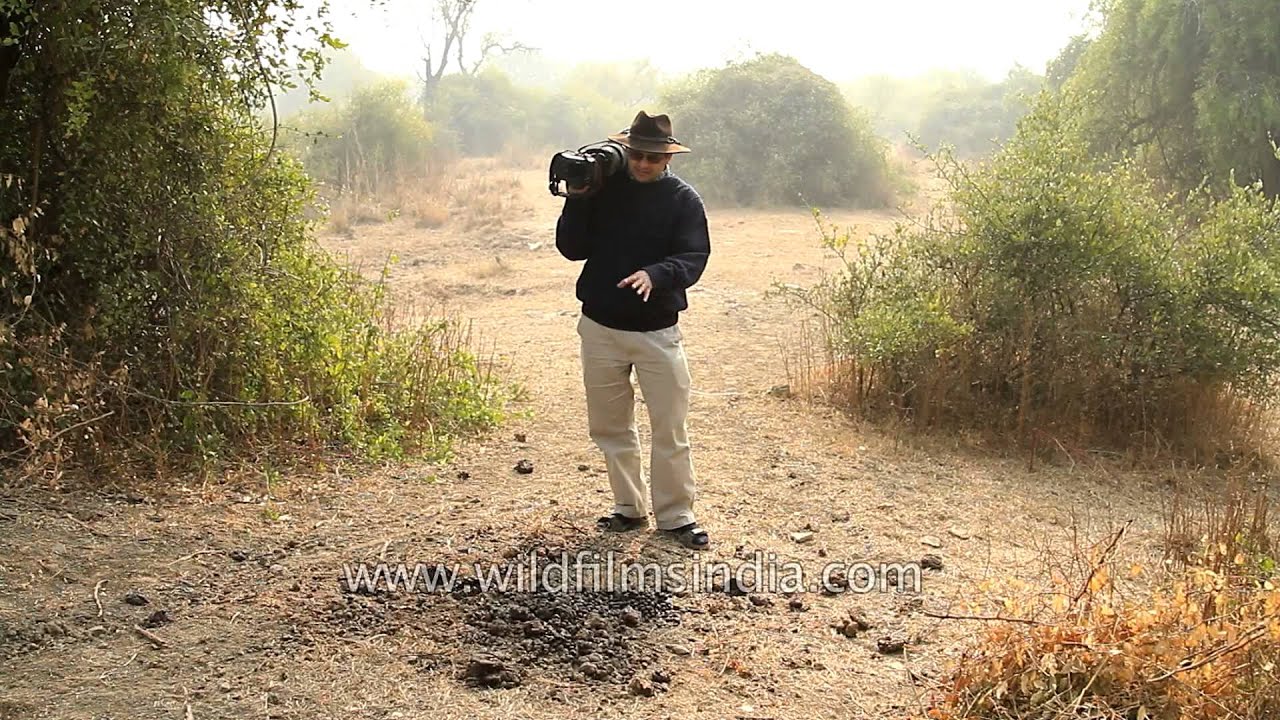 Rupin Dang talks about the Bluebull antelope's defecating habits!