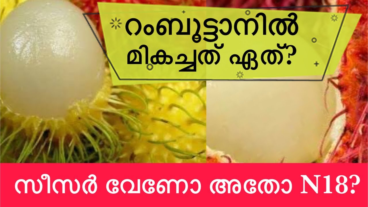 റംബൂട്ടാൻ ഏത് വെറൈറ്റിയാണ് നല്ലത് || സീസർ വേണോ N18 വേണോ?