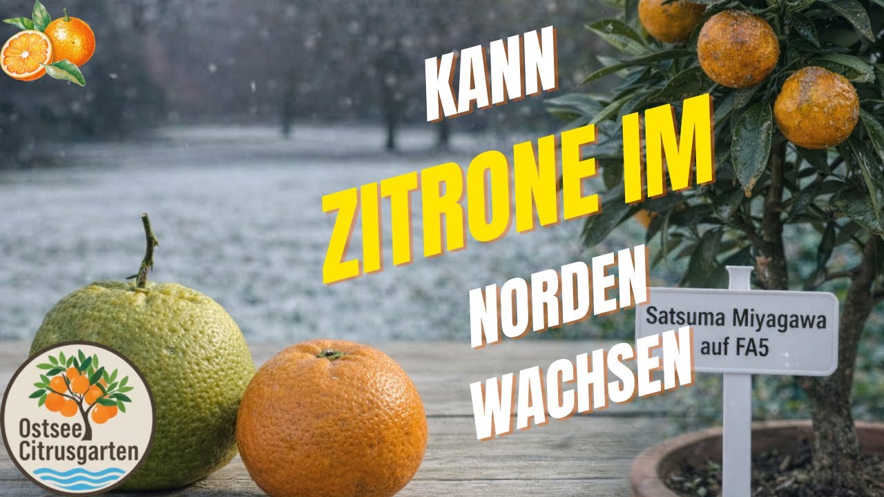 Kann Citrus im Norden wachsen? Unsere SATSUMA im Praxistest - Sorten, Geschmack & unsere Erfahrungen