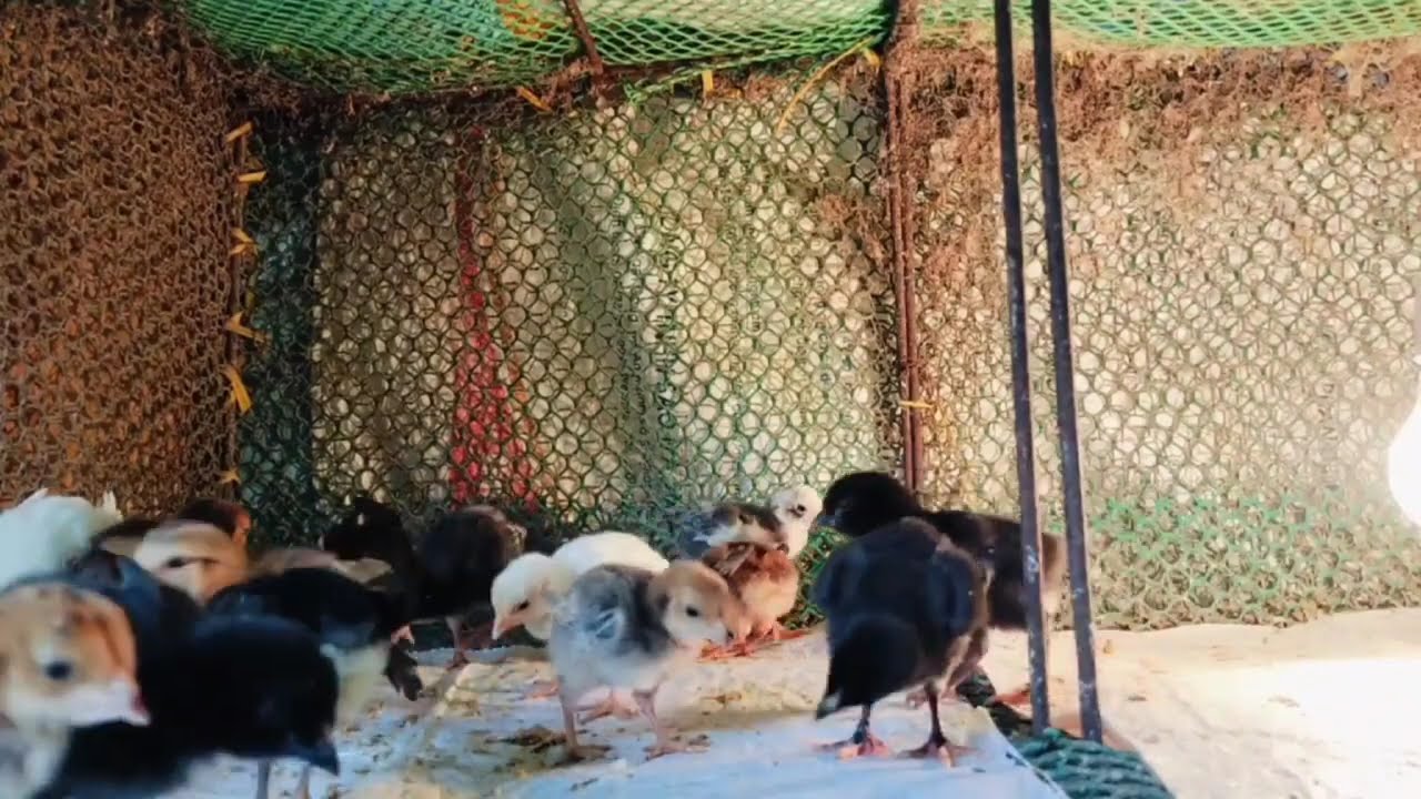 耳垢を丁寧に取り除く方法です。👂Vol.06
