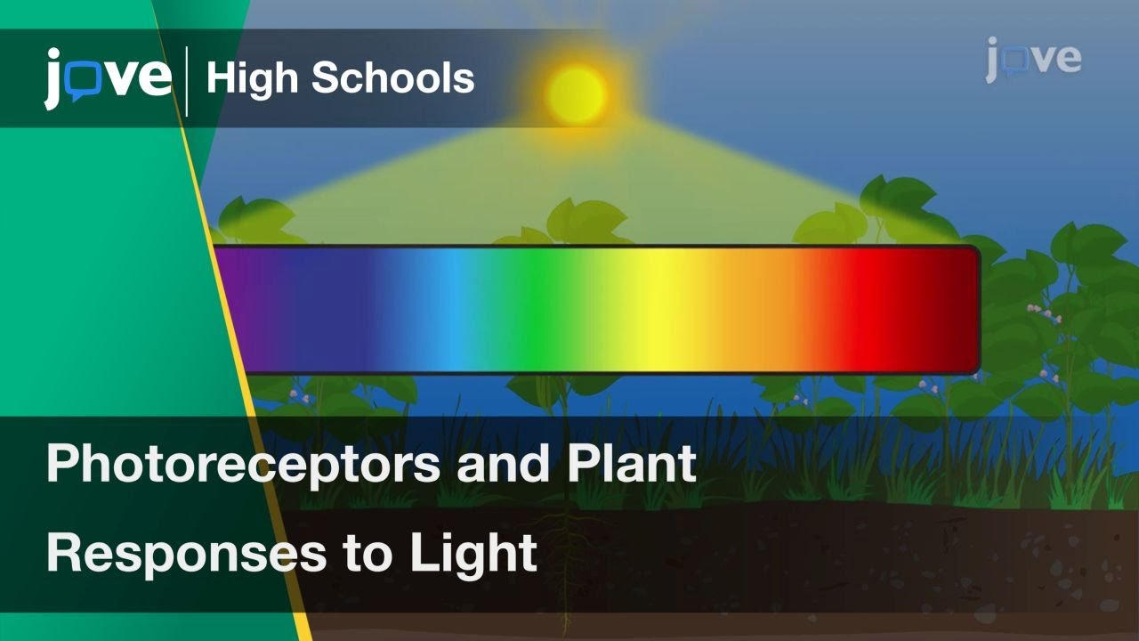 Photoreceptors and Plant Responses to Light | Bio | Video Textbooks - Preview