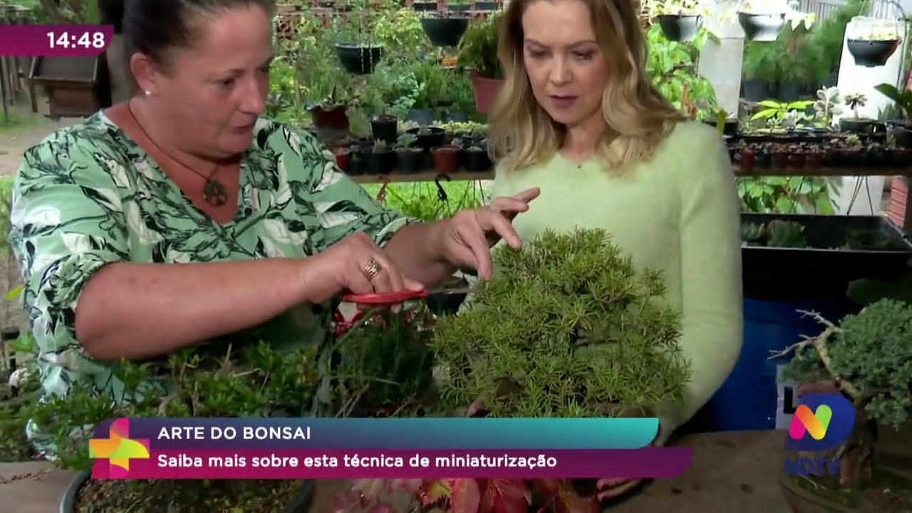 Arte do Bonsai: saiba mais sobre essa t&eacute;cnica de miniaturiza&ccedil;&atilde;o
