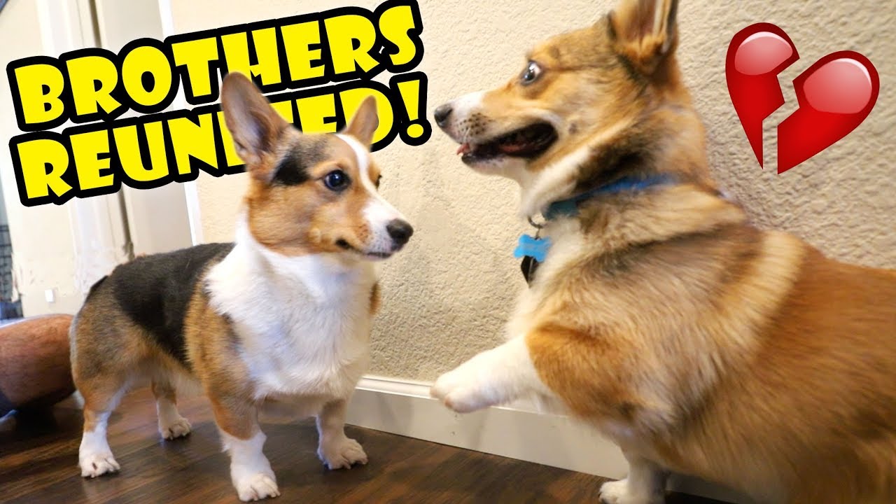 Corgi Dog Reunited w/ His Brother Surprise || Life After College: Ep. 605