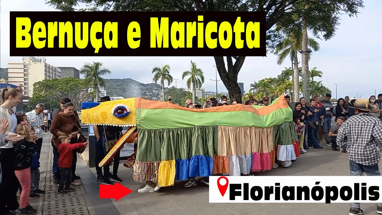 Boi de mam&atilde;o -  Bernun&ccedil;a  e Maricota - Florian&oacute;polis - Santa Catarina