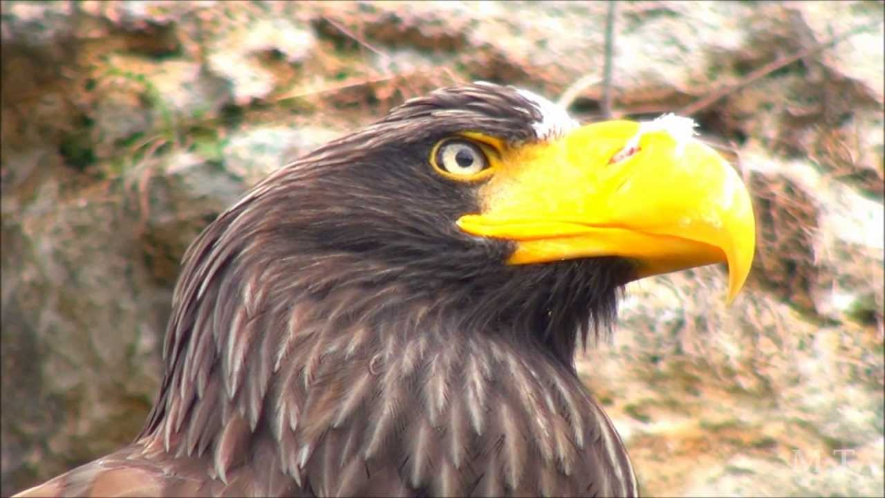ZOO - Bojnice HD