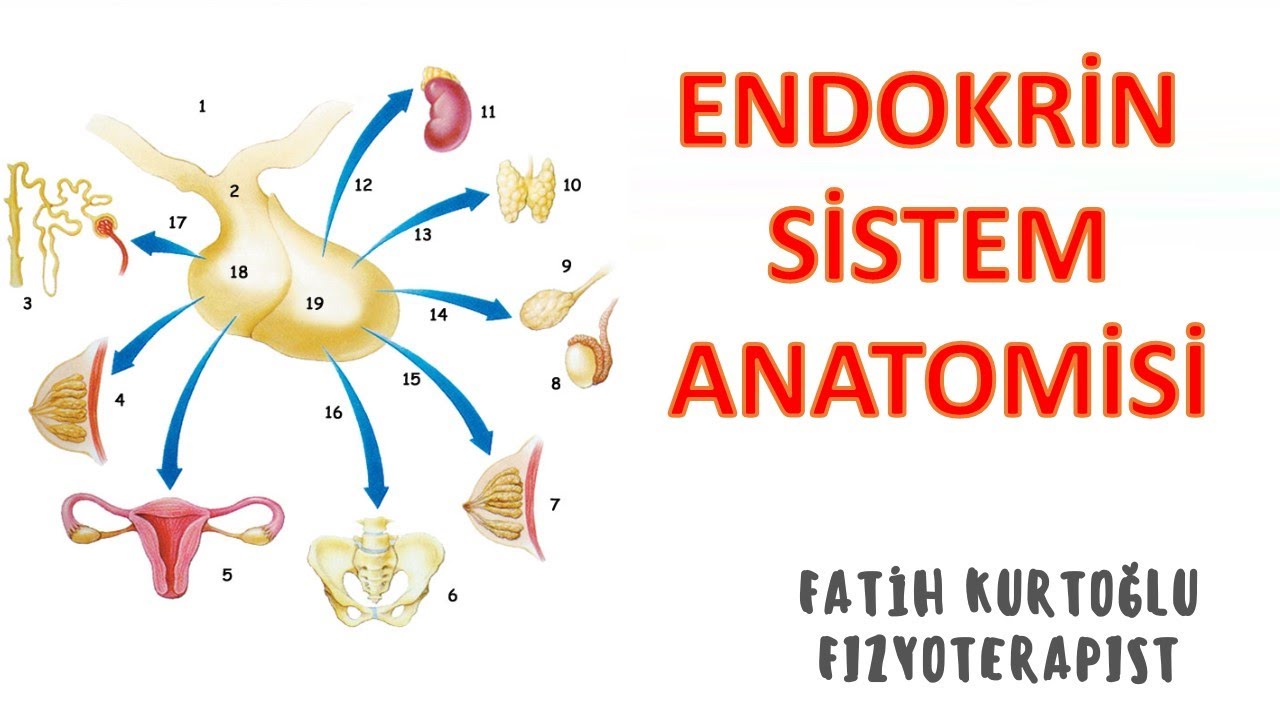 Endokrin Sistem | ANATOMİ SİSTEMLER KONU ANLATIMI -4 | önlisans-lisans