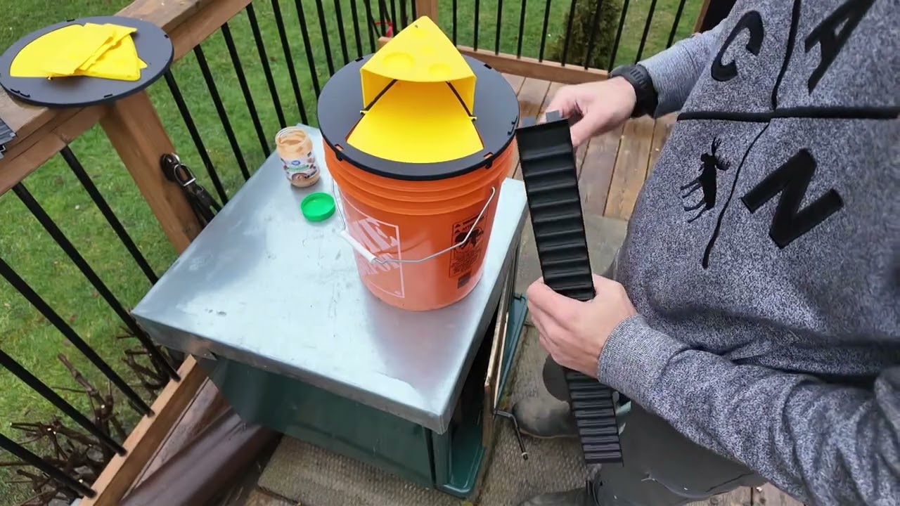 The best way that you can catch mouses