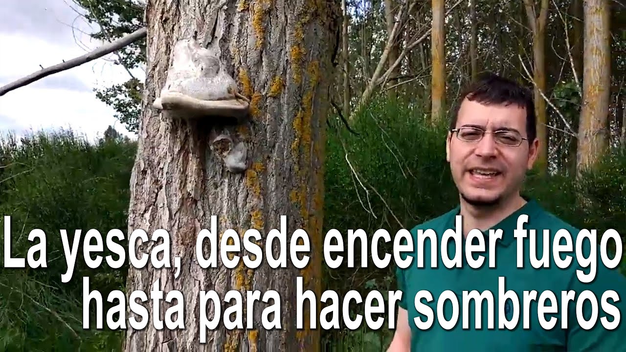 Fomes fomentarius. Yesquero. Curiosidades: fuego, heridas, sombreros...